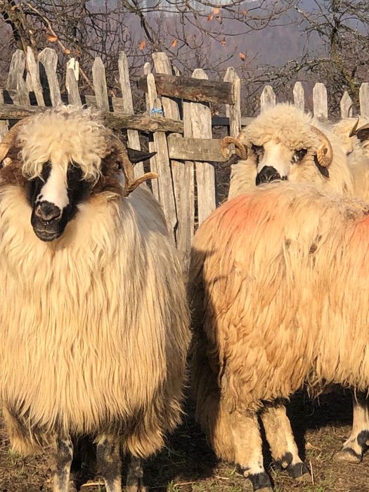 Vând 20 de oi tinere