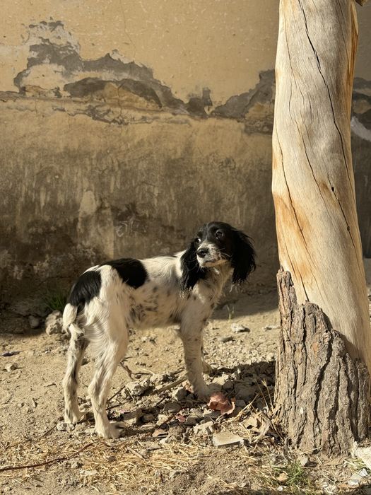 Русский спаниель можно приучить на охоту