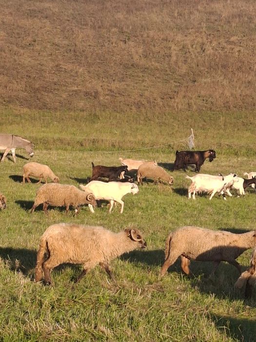 Vând țapi de anul asta 12 lei kg