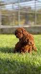 Пудел мини (Poodle Mini)