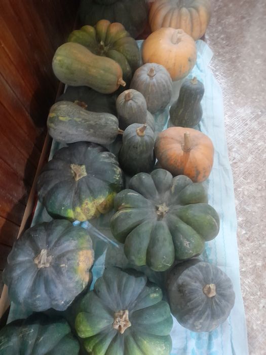 Продам тыкву домашнюю