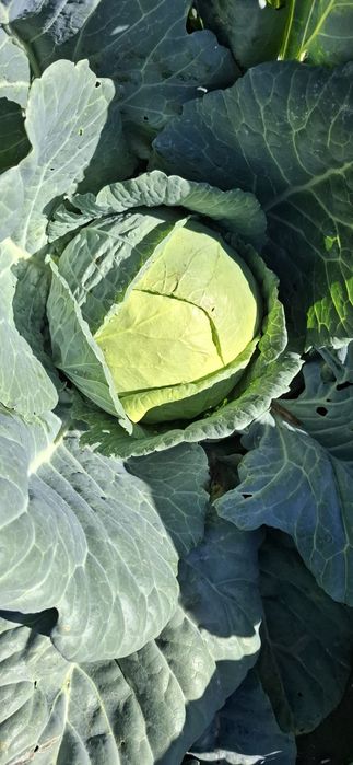 Varza si Ceapa angro!