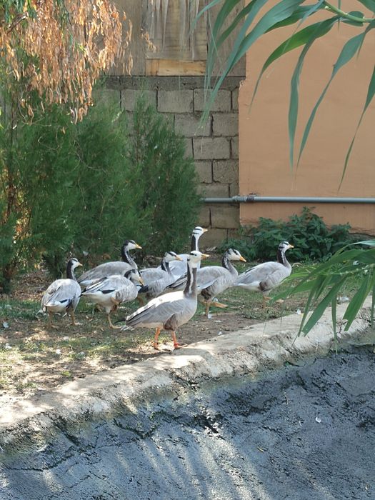 gâște indiene tinere