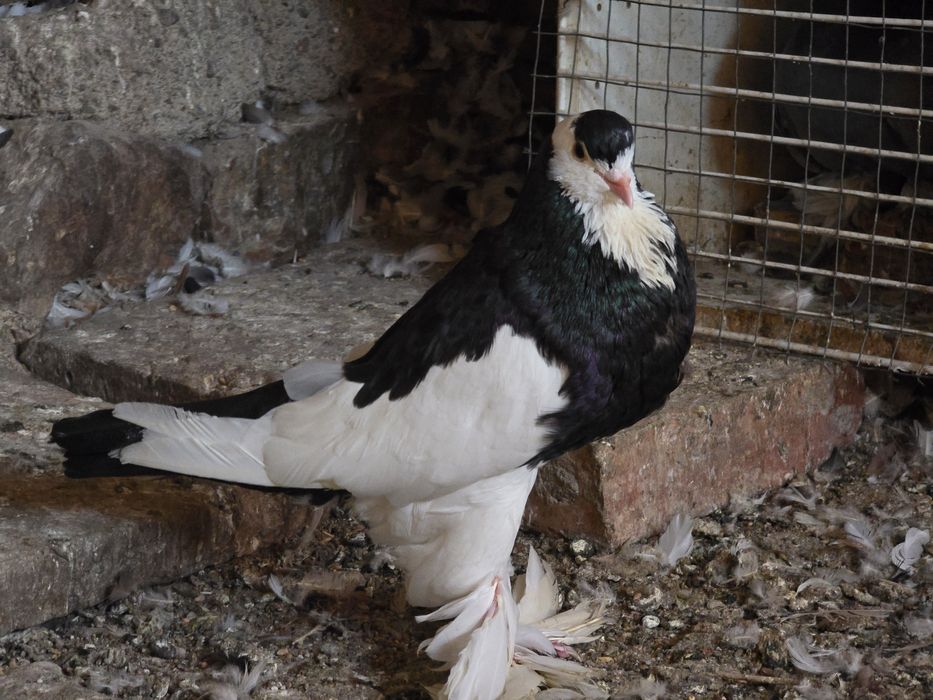 Гълъби - всякакви видове