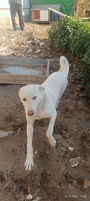 Отдам собаку в хорошие руки бесплатно