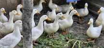 Se vand rate pekin