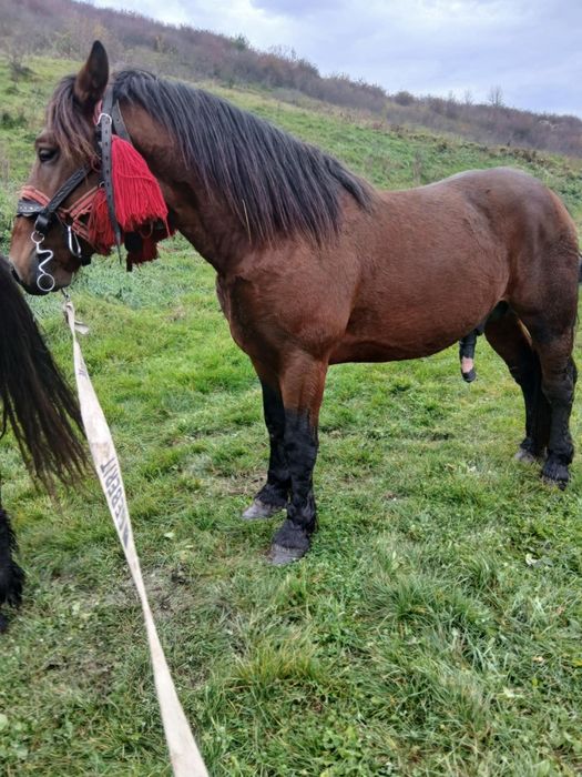 Mânz de 3 ani jumate