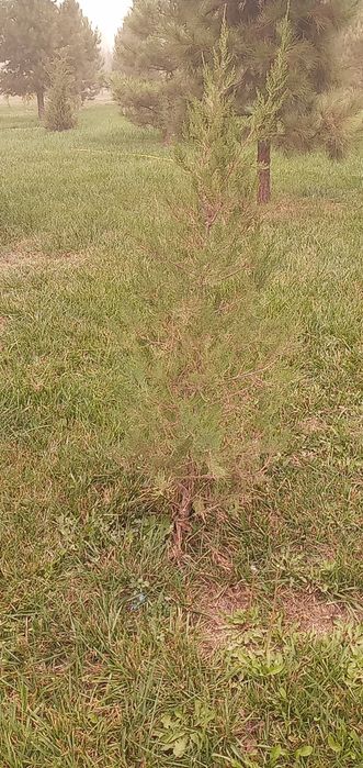 Archa majvelnik 3 yosh