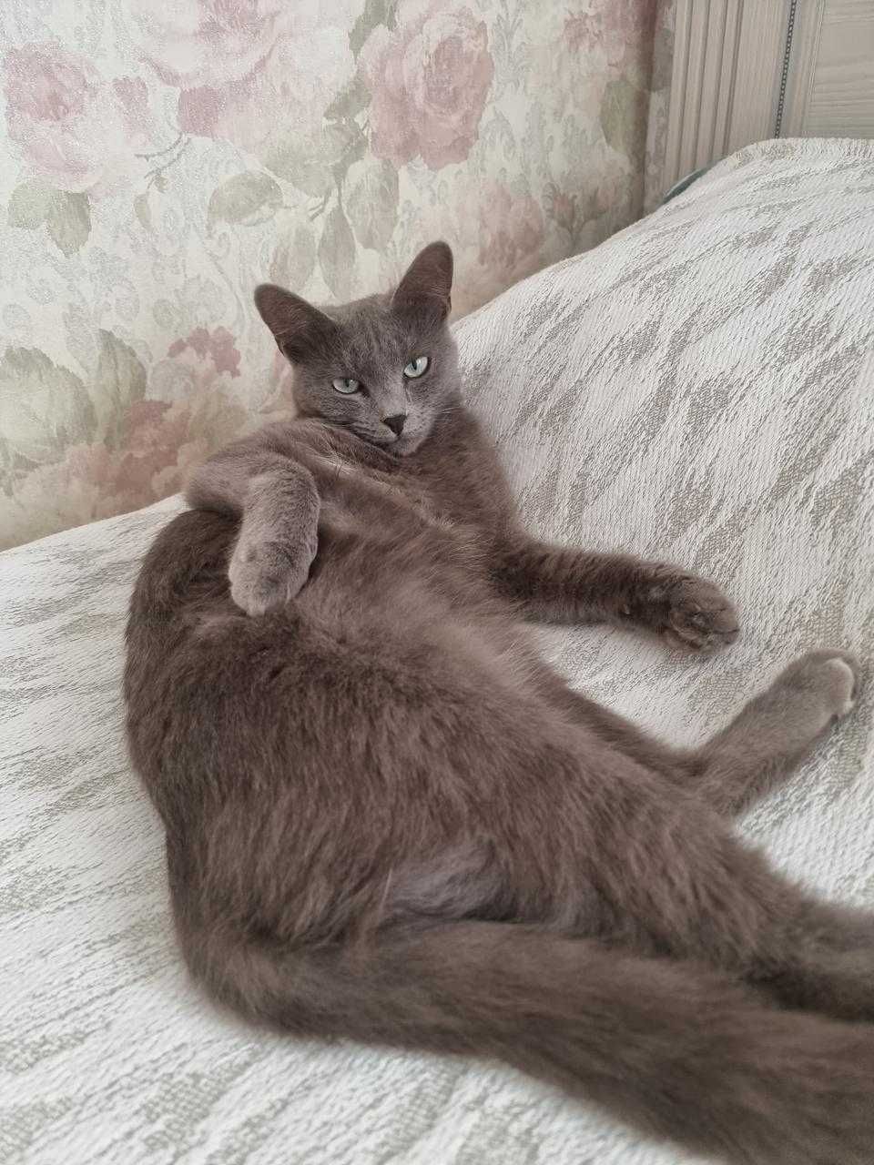 Кот и кошка ищют дом