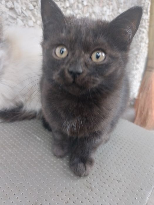 Котята нуждаются в хозяинах