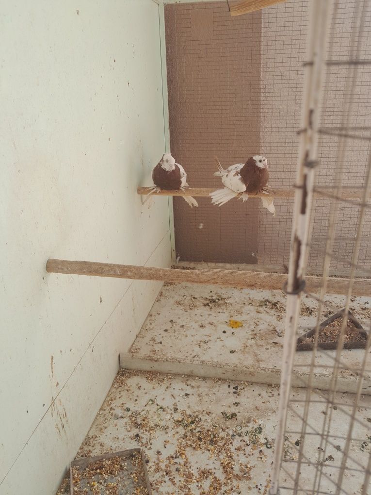 продам срочно  голубы