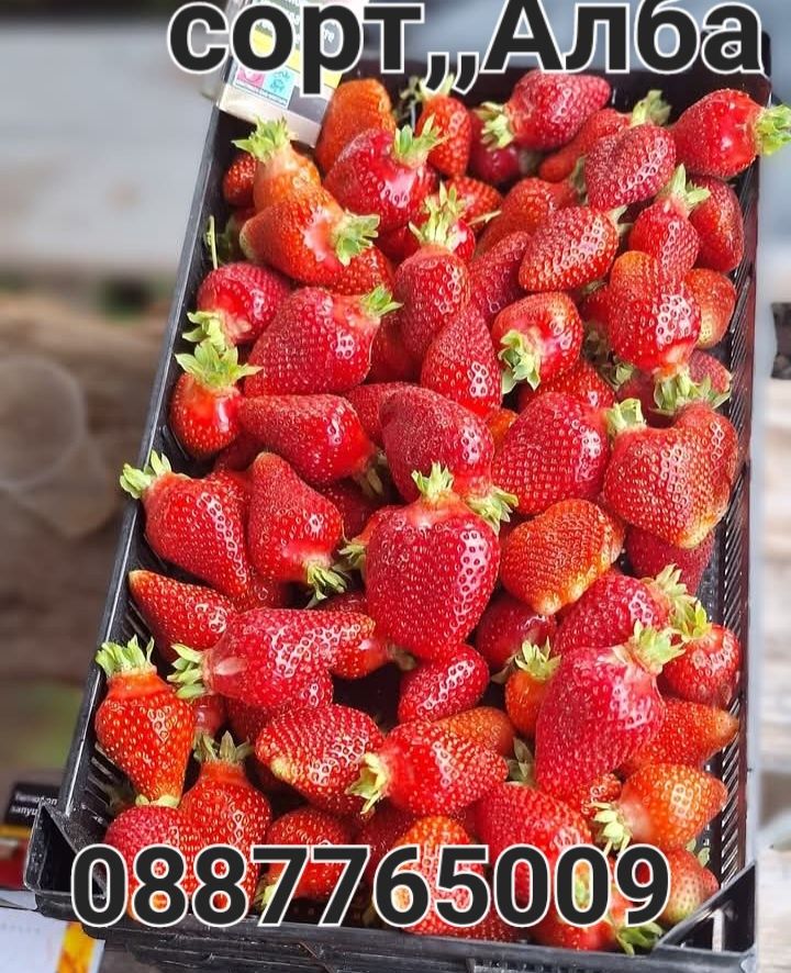 Продавам елитен расад ягоди и малини