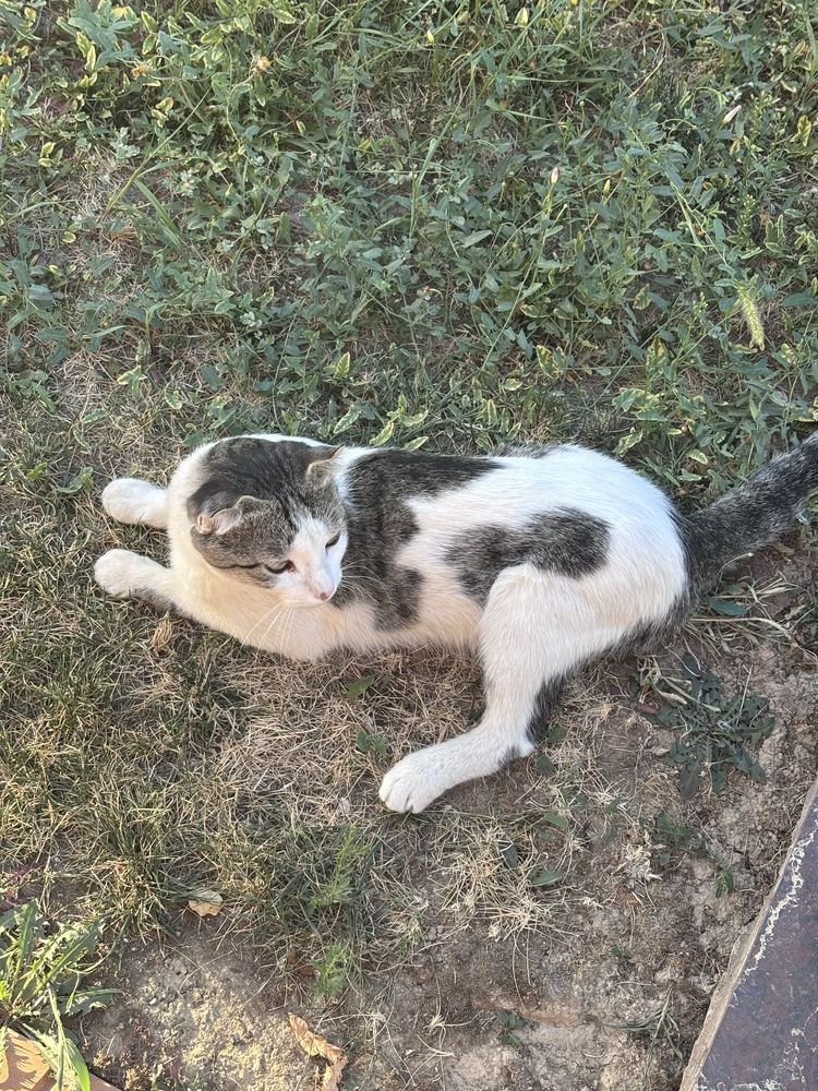 Кошка породистая голубоглазая