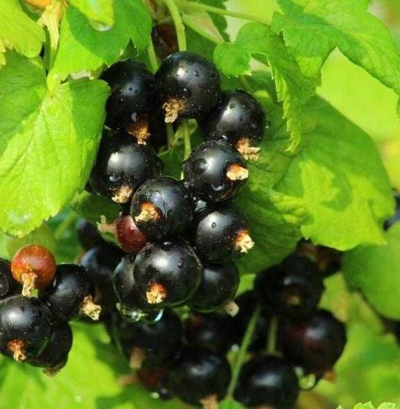 Қора ва қизил Россиядан келтирилган смородина ва йошта кўчатлари