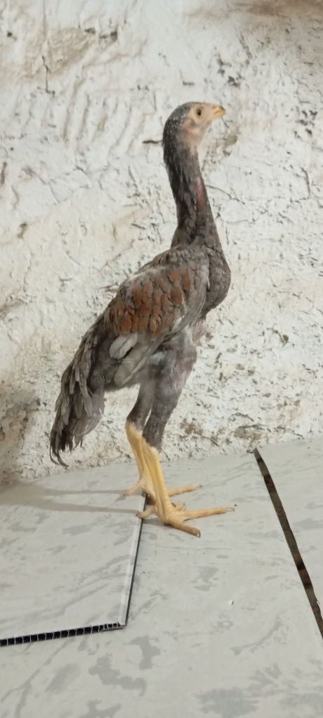 Toza makiyonchala sotiladi