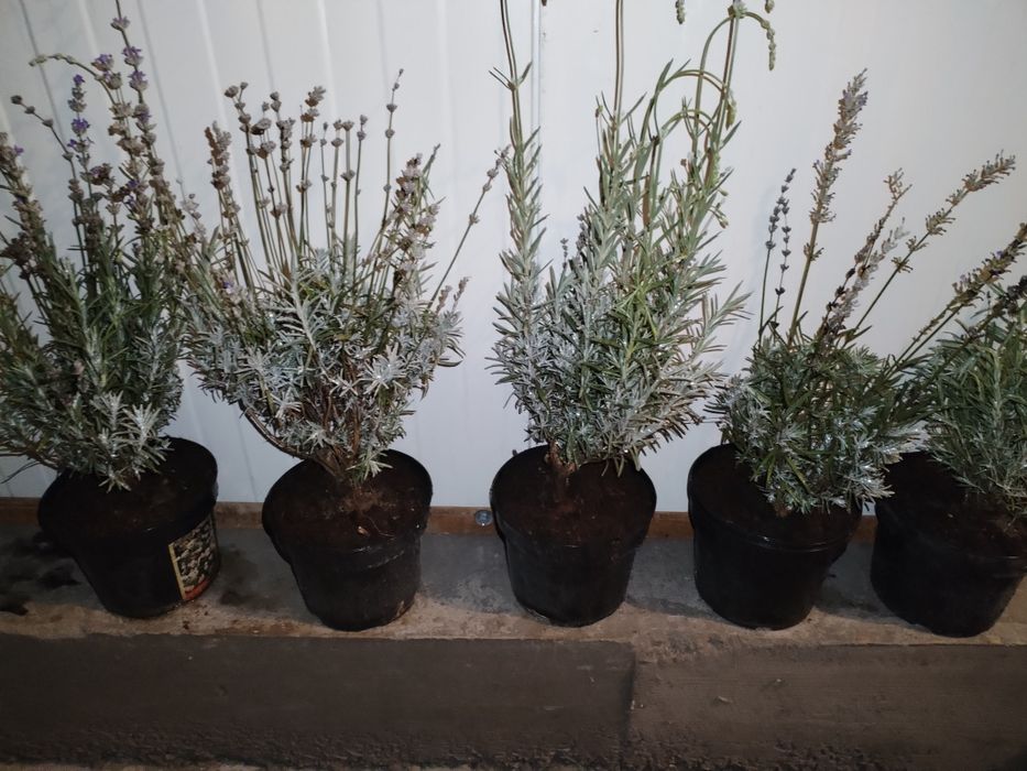 Butasi de Lavanda de vanzare engros cu radacina libera