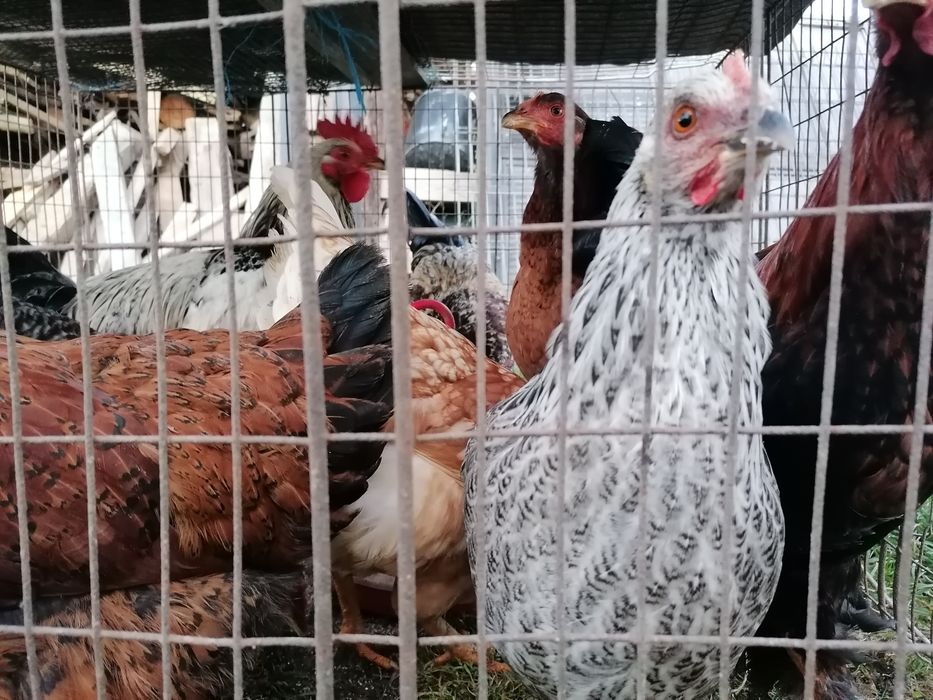 Puicute și cocosi de casa