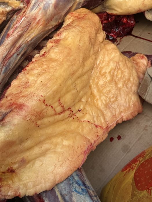 бие, байтал, жабагы согым