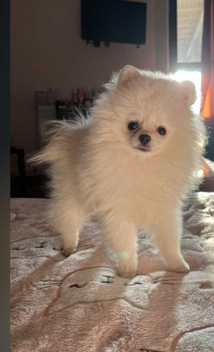 Продава се момиче Померан :)