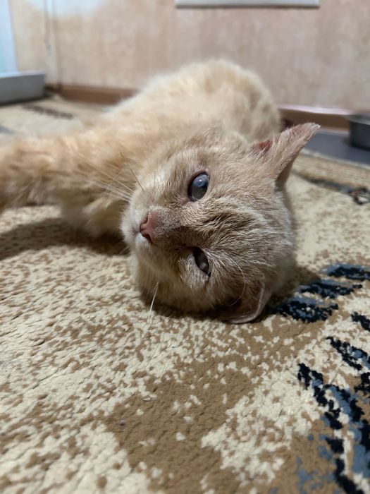 Молодой годовалый котик