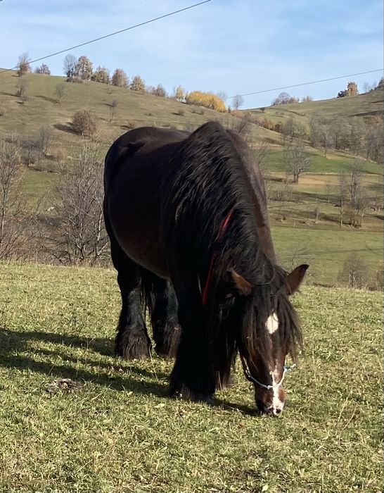 Iapa ardeneza gestanta in6 luni varsta 12 ani !!