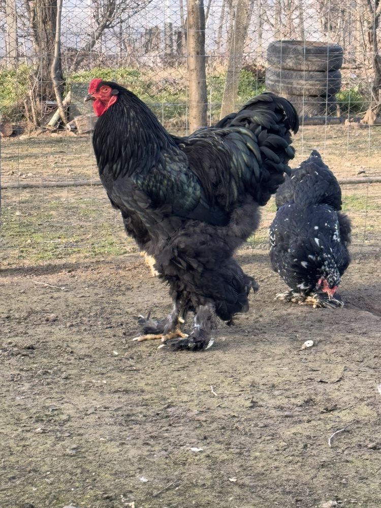 Găini Brahma diferite culori / oua, pui, mature
