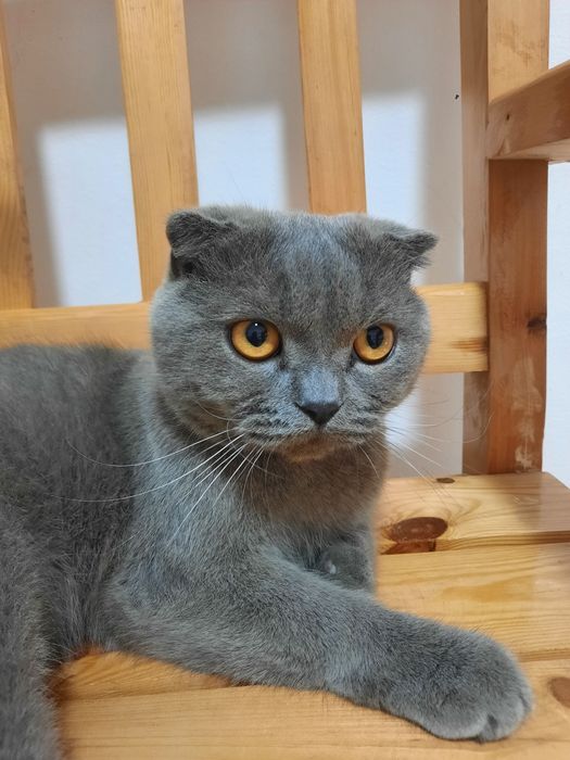 Скоттиш фолд сотилади