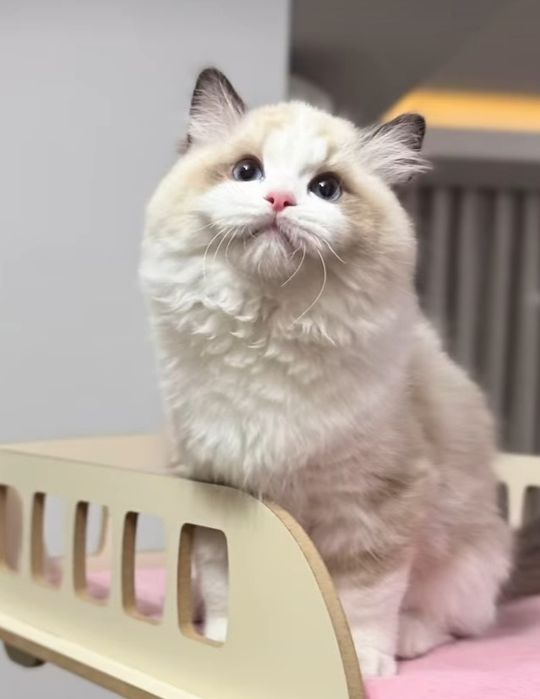 Regdoll, Регдолл