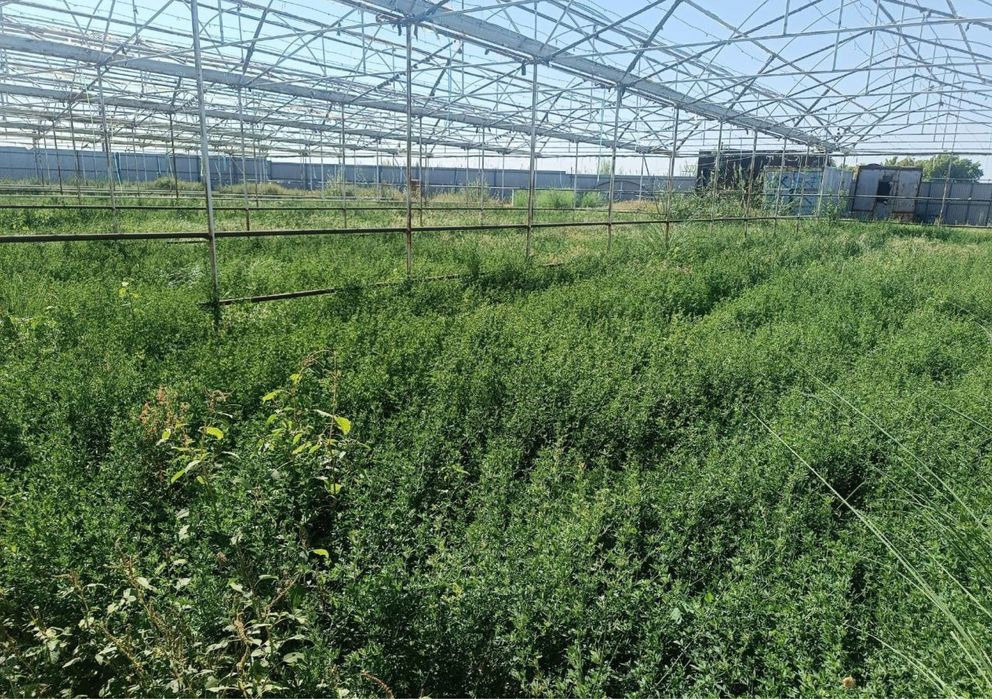 Иссикхона сотилади