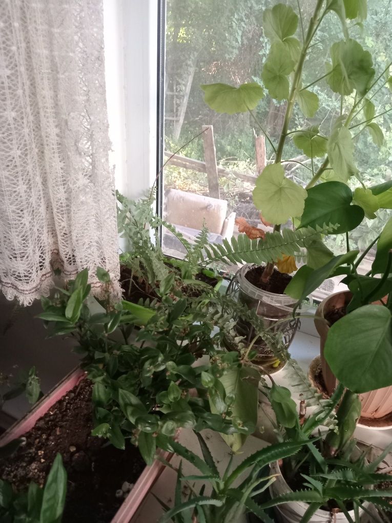 Комнатные цветы по приемлемым ценам