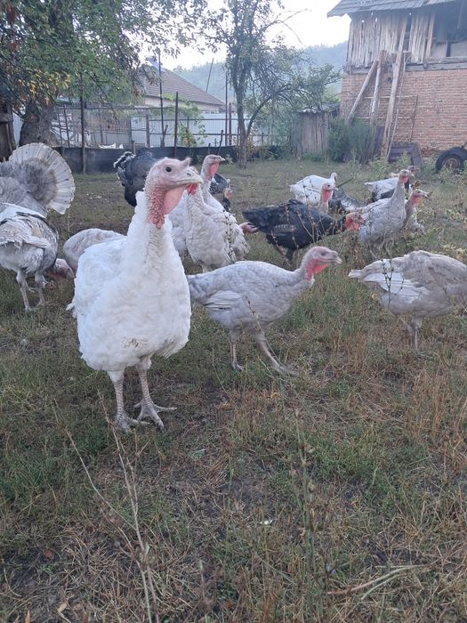 Pasari de curte pentru toate buzunarele