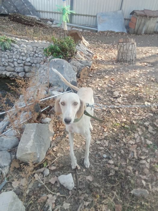 Продам щенков Тазы