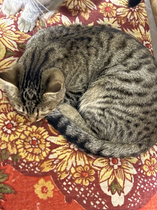 Отдам в добрые руки двух очаровательных котиков