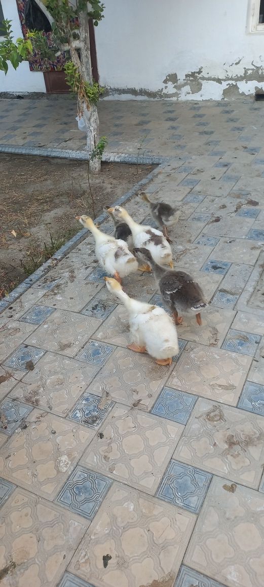 Продаётся гуся срочно