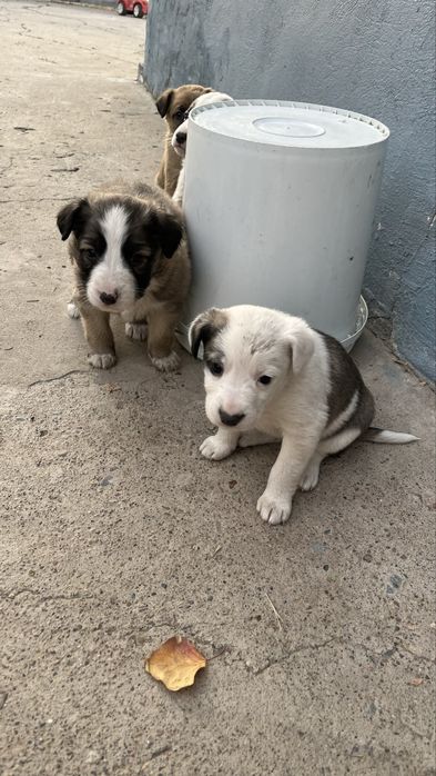 Щенята отдам бесплатно в хорошие руки.