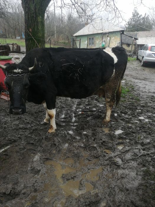 Vacă de vânzare pentru abator