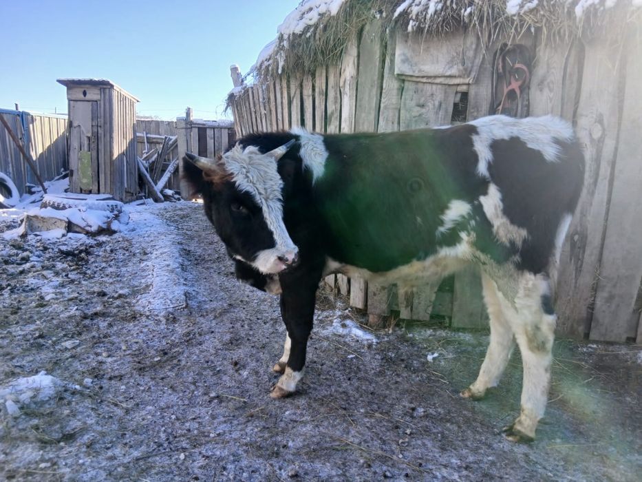 Продам бык 1.7 год