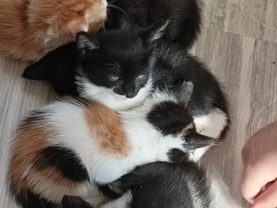 Отдам котят в добрые руки