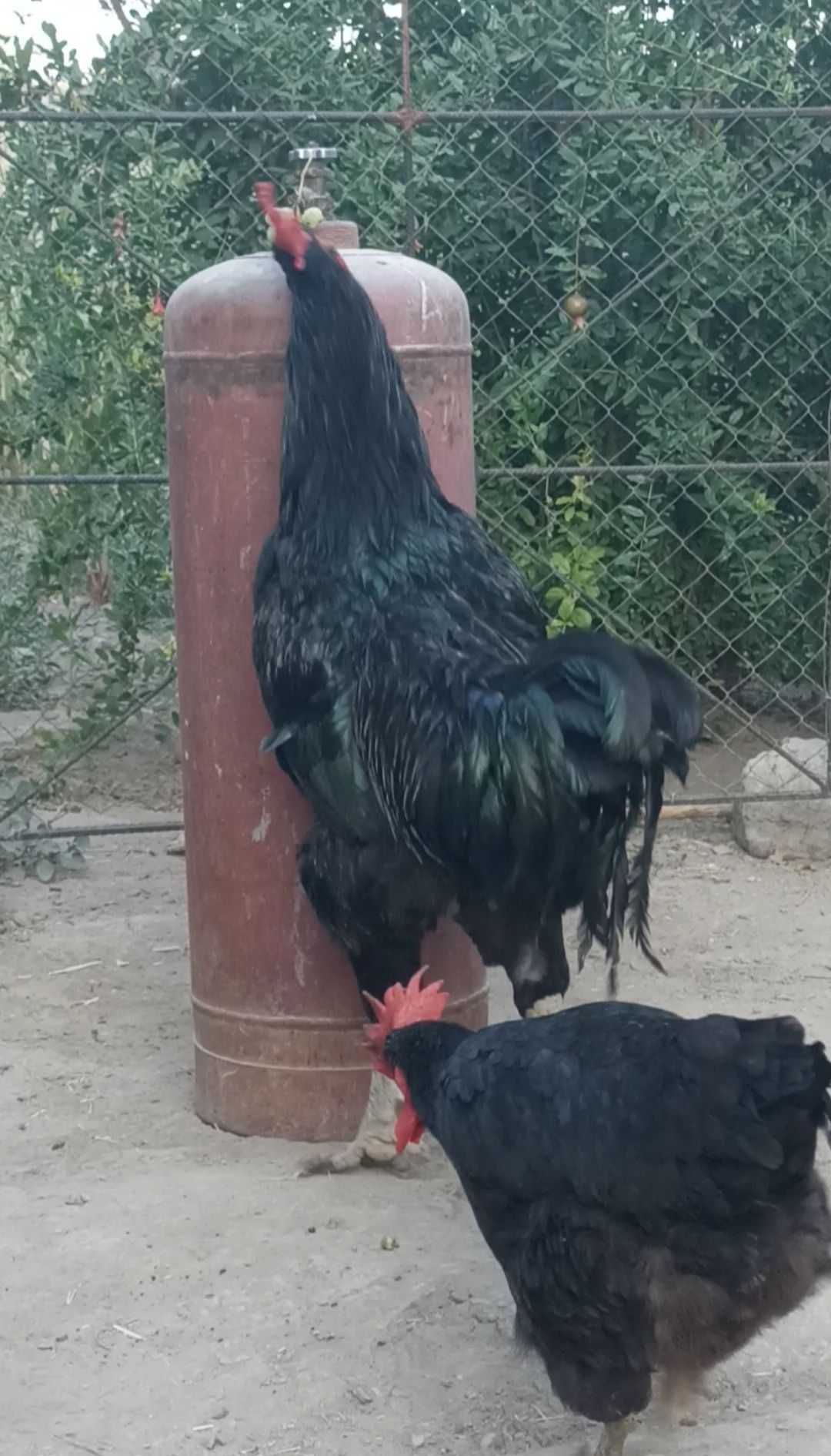 Gigant qorashahzoda joʻjalari sotiladi