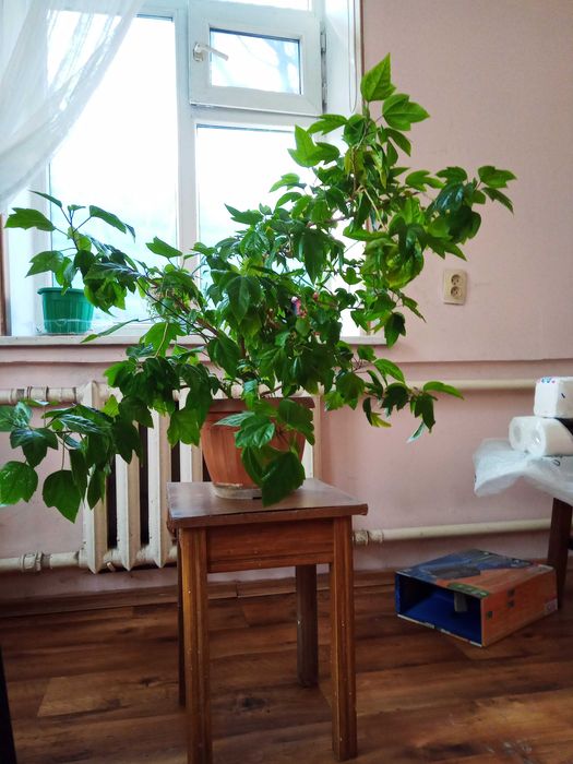 продается китайская роза или гибискус