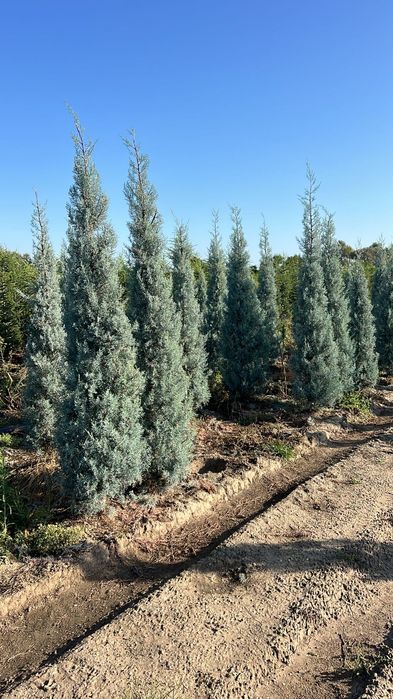 Vând chiparos arizonica