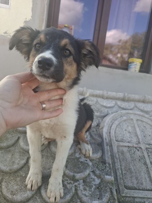 Cățelușa Border Collie