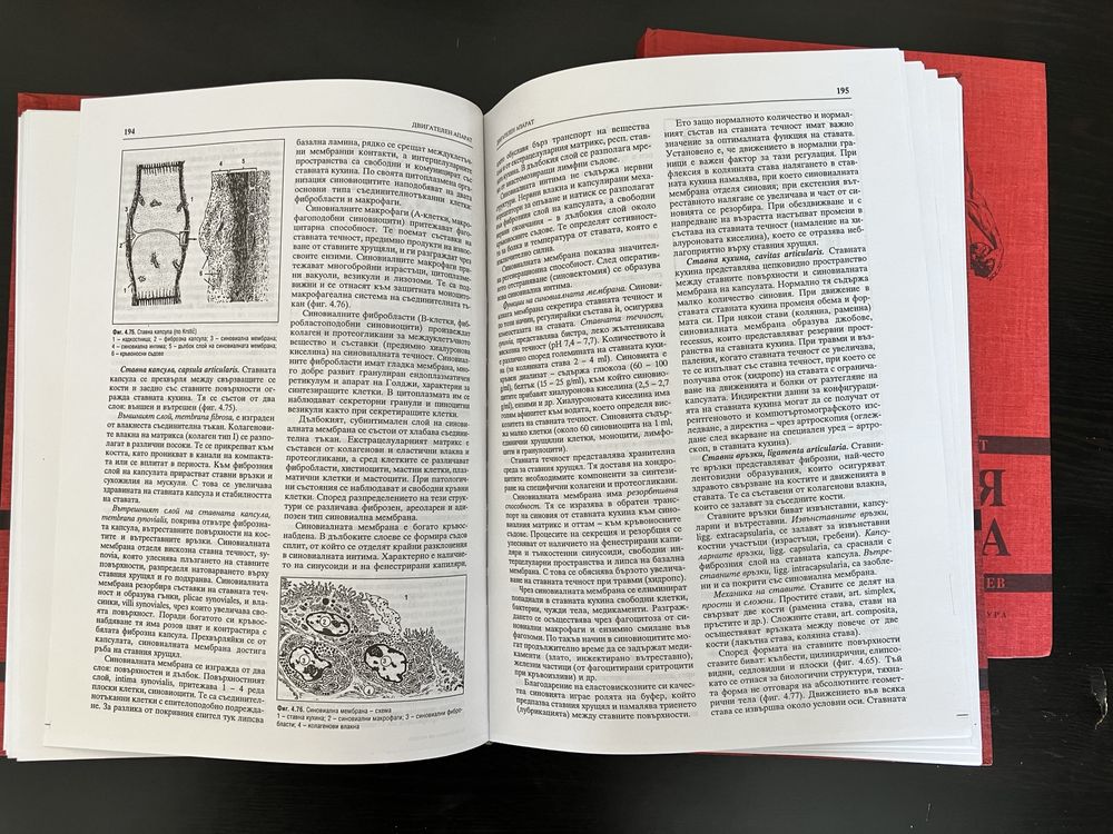 Анатомия на човека, проф. Койчев, Част 1 и Част 2, 1995-1996
