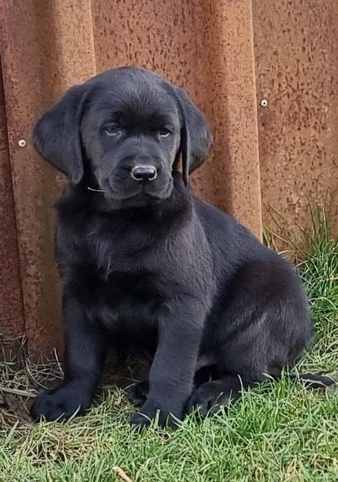 Labrador retriever negru