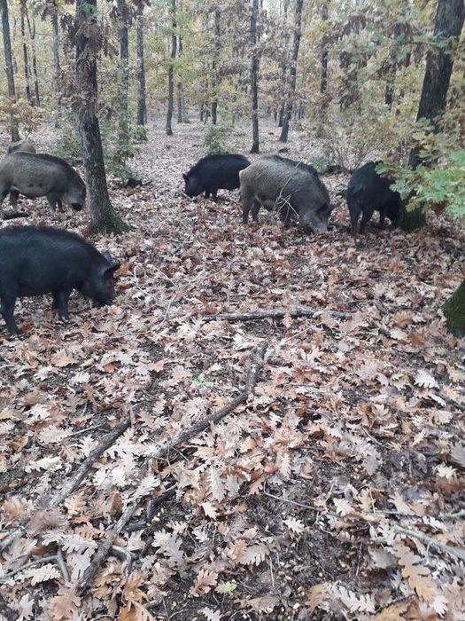 Промо Източно балкански прасета за клане (черното злато на българия)