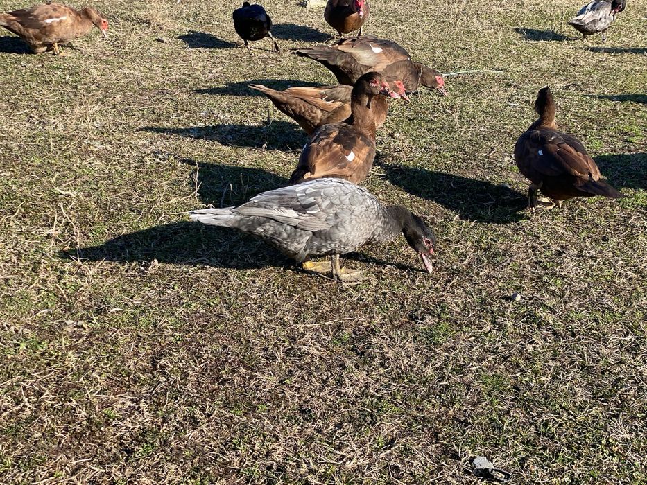 Rate lesesti/mute ciocolatii albastre sidef si negru