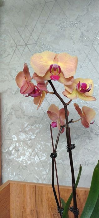 Орхидеи Phalaenopsis