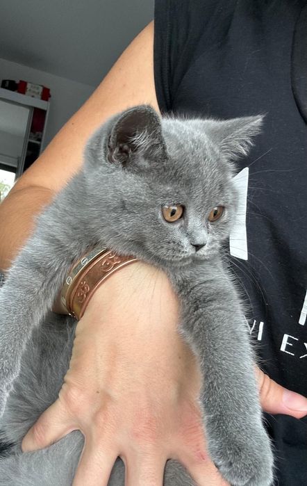 British Shorthair Blue