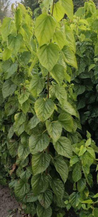 Tut kuchatlari sotiladi