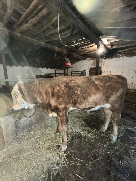 Подсос 15бас, сатылады